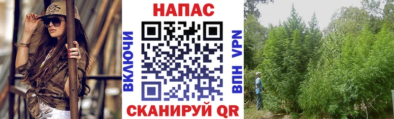 Купить Борзя Конопля гибрид